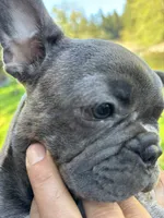 Maya, a female Frenchton for sale in Seattle, WA – 4 of 4