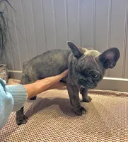 Hannuman, a male Frenchton for sale in Seattle, WA – 7 of 8