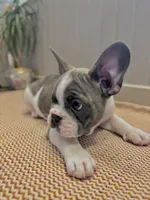 Zen, a male Frenchton for sale in Seattle, WA – 9 of 9