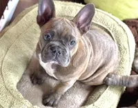 HOTEI (chubby chubs), a male Frenchton for sale in Seattle, WA – 5 of 8