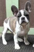Zen, a male Frenchton for sale in Seattle, WA – 3 of 9