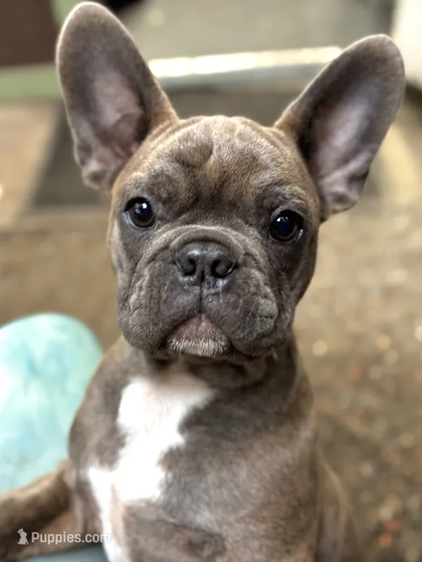 Hannuman – Frenchton puppy for sale in Seattle, WA