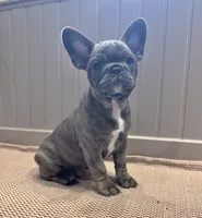 Hannuman, a male Frenchton for sale in Seattle, WA – 5 of 8