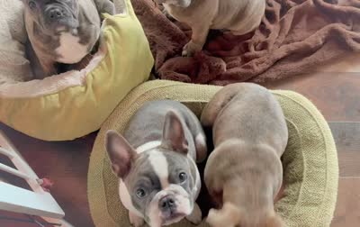 Hannuman, a male Frenchton for sale in Seattle, WA – 2 of 8