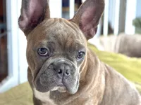 HOTEI (chubby chubs), a male Frenchton for sale in Seattle, WA – 1 of 8