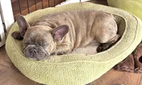 HOTEI (chubby chubs), a male Frenchton for sale in Seattle, WA – 8 of 8