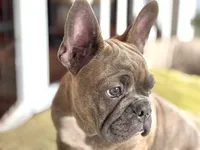 HOTEI (chubby chubs), a male Frenchton for sale in Seattle, WA – 2 of 8