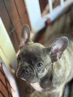 Maya, a female Frenchton for sale in Seattle, WA – 2 of 4