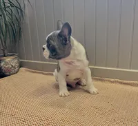 Zen, a male Frenchton for sale in Seattle, WA – 8 of 9