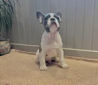 Zen, a male Frenchton for sale in Seattle, WA – 7 of 9