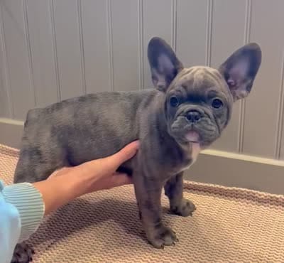 Hannuman, a male Frenchton for sale in Seattle, WA – 8 of 8