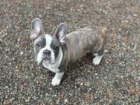Zen, a male Frenchton for sale in Seattle, WA – 5 of 9