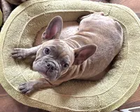 HOTEI (chubby chubs), a male Frenchton for sale in Seattle, WA – 7 of 8