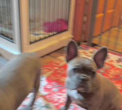 HOTEI (chubby chubs), a male Frenchton for sale in Seattle, WA – 3 of 8