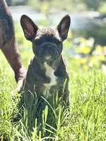 Hannuman, a male Frenchton for sale in Seattle, WA – 3 of 8
