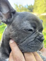 Maya, a female Frenchton for sale in Seattle, WA – 3 of 4