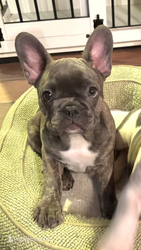Maya – Frenchton puppy on hold in Seattle, WA