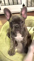 Maya, a female Frenchton for sale in Seattle, WA – 1 of 4