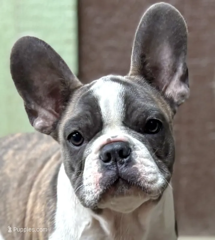 Zen – Frenchton puppy for sale in Seattle, WA