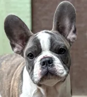 Zen, a male Frenchton for sale in Seattle, WA – 1 of 9