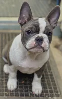 Pei Lei (Xena), a female Frenchton for sale in Seattle, WA – 2 of 4