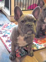 HOTEI (chubby chubs), a male Frenchton for sale in Seattle, WA – 6 of 8