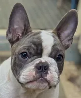 Pei Lei (Xena), a female Frenchton for sale in Seattle, WA – 1 of 4