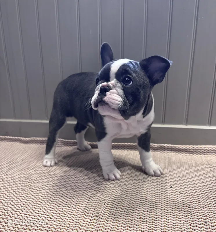 Pei Lei (Xena) – Frenchton puppy for sale in Seattle, WA