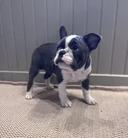 Pei Lei (Xena), a female Frenchton for sale in Seattle, WA – 3 of 4