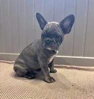 Hannuman, a male Frenchton for sale in Seattle, WA – 6 of 8