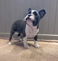 Pei Lei (Xena), a female Frenchton for sale in Seattle, WA – 4 of 4