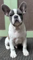 Zen, a male Frenchton for sale in Seattle, WA – 4 of 9