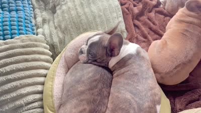 Zen, a male Frenchton for sale in Seattle, WA – 6 of 9