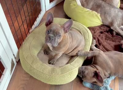 HOTEI (chubby chubs), a male Frenchton for sale in Seattle, WA – 4 of 8