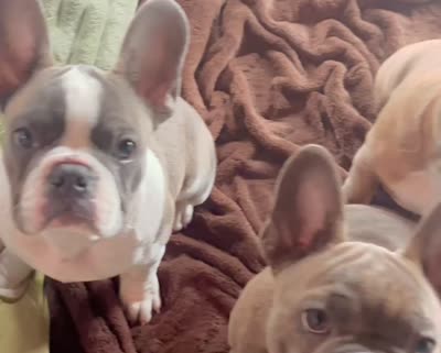 Zen, a male Frenchton for sale in Seattle, WA – 2 of 9