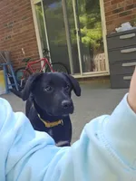 Pepper, a female Border Collie and Labrador Retriever for sale in Fort Wayne, IN – 8 of 10