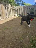 Pepper, a female Border Collie and Labrador Retriever for sale in Fort Wayne, IN – 10 of 10