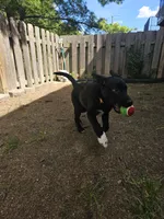 Pepper, a female Border Collie and Labrador Retriever for sale in Fort Wayne, IN – 4 of 10