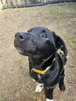 Pepper, a female Border Collie and Labrador Retriever for sale in Fort Wayne, IN – 9 of 10