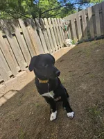 Pepper, a female Border Collie and Labrador Retriever for sale in Fort Wayne, IN – 7 of 10