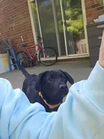 Pepper, a female Border Collie and Labrador Retriever for sale in Fort Wayne, IN – 6 of 10
