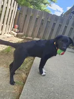 Pepper, a female Border Collie and Labrador Retriever for sale in Fort Wayne, IN – 3 of 10