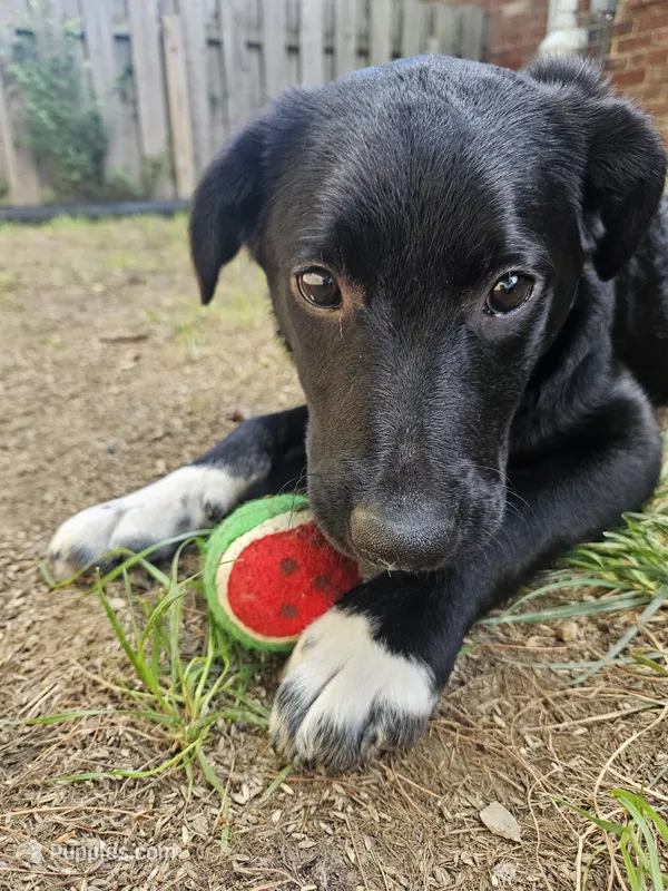 Pepper – Border Collie, Labrador Retriever puppy for sale in Fort Wayne, IN