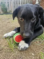 Pepper, a female Border Collie and Labrador Retriever for sale in Fort Wayne, IN – 1 of 10
