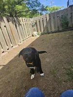 Pepper, a female Border Collie and Labrador Retriever for sale in Fort Wayne, IN – 2 of 10