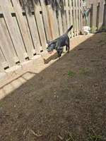 Pepper, a female Border Collie and Labrador Retriever for sale in Fort Wayne, IN – 5 of 10