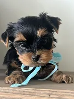 Blue boy, a male Yorkshire Terrier for sale in Nampa, ID – Photo 2 of 9