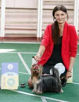 Blue boy, a male Yorkshire Terrier for sale in Nampa, ID – Photo 8 of 9