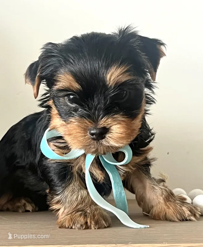 Blue boy, a male Yorkshire Terrier for sale in Nampa, ID – Photo 1 of 9