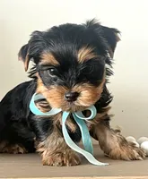 Blue boy, a male Yorkshire Terrier for sale in Nampa, ID – Photo 1 of 9